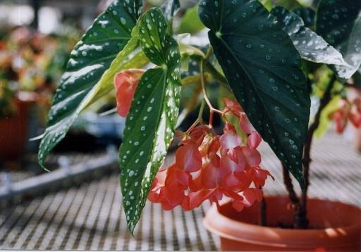B. ‘Florence Rita’